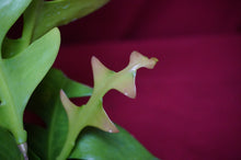 Load image into Gallery viewer, Shark Tooth Cactus
