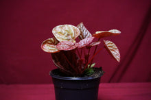 Load image into Gallery viewer, Peperomia Caperata Quito
