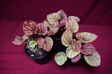 Load image into Gallery viewer, Peperomia Caperata Quito
