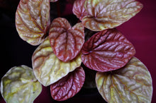 Load image into Gallery viewer, Peperomia Caperata Quito
