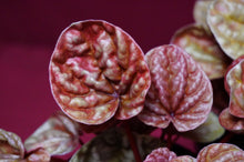 Load image into Gallery viewer, Peperomia Caperata Quito
