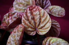 Load image into Gallery viewer, Peperomia Caperata Quito
