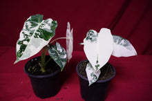 Load image into Gallery viewer, Alocasia Frydek Variegated

