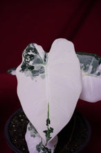 Load image into Gallery viewer, Alocasia Frydek Variegated
