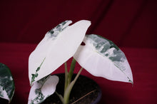 Load image into Gallery viewer, Alocasia Frydek Variegated
