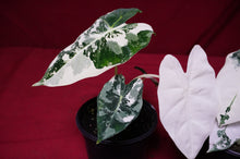 Load image into Gallery viewer, Alocasia Frydek Variegated
