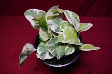 Load image into Gallery viewer, Pothos Pearls and Jade
