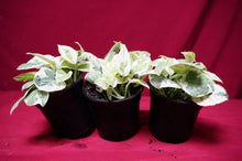 Load image into Gallery viewer, Pothos Pearls and Jade
