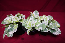 Load image into Gallery viewer, Pothos Pearls and Jade
