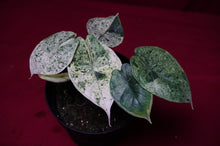 Load image into Gallery viewer, Alocasia Dragon Scale Mint Variegated
