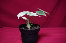 Load image into Gallery viewer, Alocasia Dragon Scale Mint Variegated
