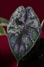 Load image into Gallery viewer, Alocasia Dragon Scale Mint Variegated
