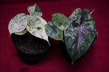 Load image into Gallery viewer, Alocasia Dragon Scale Mint Variegated
