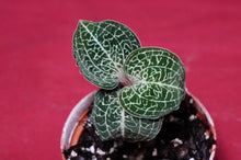 Load image into Gallery viewer, Anoectochilus Formosanus
