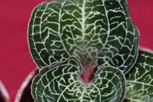 Load image into Gallery viewer, Anoectochilus Formosanus
