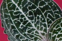 Load image into Gallery viewer, Anoectochilus Formosanus
