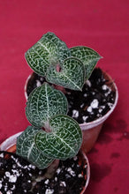 Load image into Gallery viewer, Anoectochilus Formosanus
