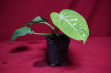 Load image into Gallery viewer, Anthurium Villenaorum
