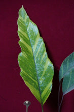 Load image into Gallery viewer, Pyrrosia Lingua Variegated
