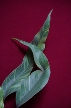 Load image into Gallery viewer, Pyrrosia Lingua Variegated
