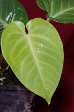 Load image into Gallery viewer, Anthurium Villenaorum
