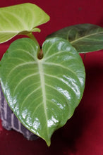 Load image into Gallery viewer, Anthurium Villenaorum
