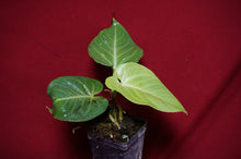 Load image into Gallery viewer, Anthurium Villenaorum
