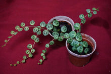 Load image into Gallery viewer, Peperomia Prostrata String of Turtles
