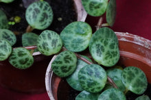 Load image into Gallery viewer, Peperomia Prostrata String of Turtles
