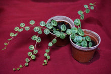 Load image into Gallery viewer, Peperomia Prostrata String of Turtles
