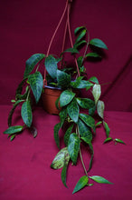 Load image into Gallery viewer, Aeschynanthus Black Pagoda 6" Hanging Basket
