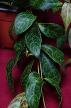 Load image into Gallery viewer, Aeschynanthus Black Pagoda 6" Hanging Basket
