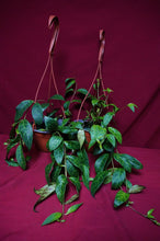 Load image into Gallery viewer, Aeschynanthus Black Pagoda 6" Hanging Basket
