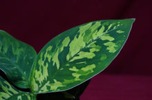 Load image into Gallery viewer, Homalomena Camouflage 4" Pot
