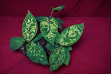 Load image into Gallery viewer, Homalomena Camouflage 4" Pot
