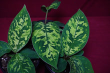 Load image into Gallery viewer, Homalomena Camouflage 4" Pot
