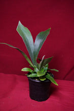 Load image into Gallery viewer, Netherlands Staghorn 4" Pot
