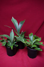 Load image into Gallery viewer, Netherlands Staghorn 4" Pot
