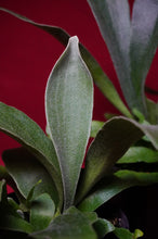Load image into Gallery viewer, Netherlands Staghorn 4" Pot
