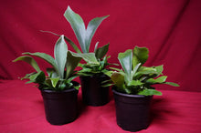 Load image into Gallery viewer, Netherlands Staghorn 4" Pot
