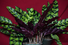 Load image into Gallery viewer, Calathea Rattlesnake 4" Pot

