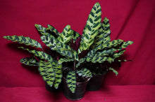 Load image into Gallery viewer, Calathea Rattlesnake 4" Pot
