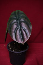 Load image into Gallery viewer, Alocasia Cuprea Red Secret 4" Pot
