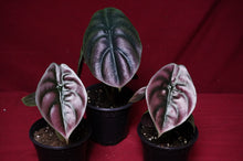 Load image into Gallery viewer, Alocasia Cuprea Red Secret 4" Pot
