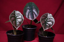 Load image into Gallery viewer, Alocasia Cuprea Red Secret 4" Pot
