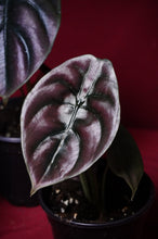 Load image into Gallery viewer, Alocasia Cuprea Red Secret 4" Pot
