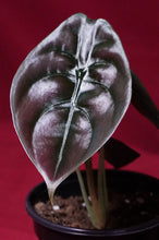 Load image into Gallery viewer, Alocasia Cuprea Red Secret 4" Pot
