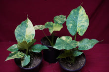 Load image into Gallery viewer, Alocasia Gageana Aurea 4" Pot
