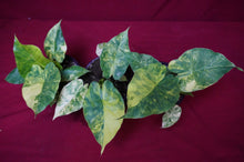 Load image into Gallery viewer, Alocasia Gageana Aurea 4" Pot
