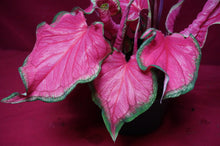 Load image into Gallery viewer, Caladium Sweetheart 6" Pot
